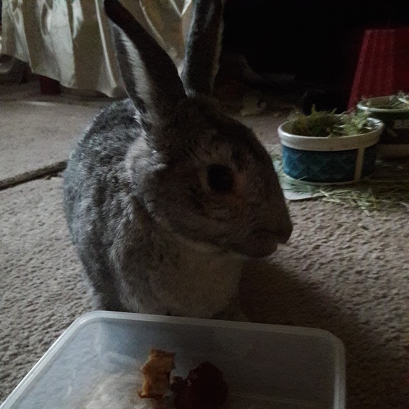 Meet your Posher, Lita - Picture 1 of 1